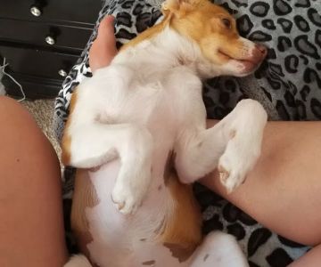 Companion Vet Clinic