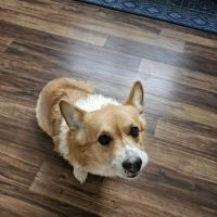 Northwest Animal Care Hospital Rehabilitation ico