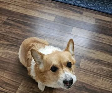Northwest Animal Care Hospital Rehabilitation
