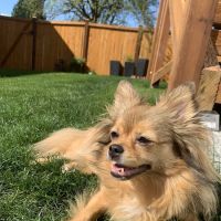 Northwest Animal Care Hospital ico