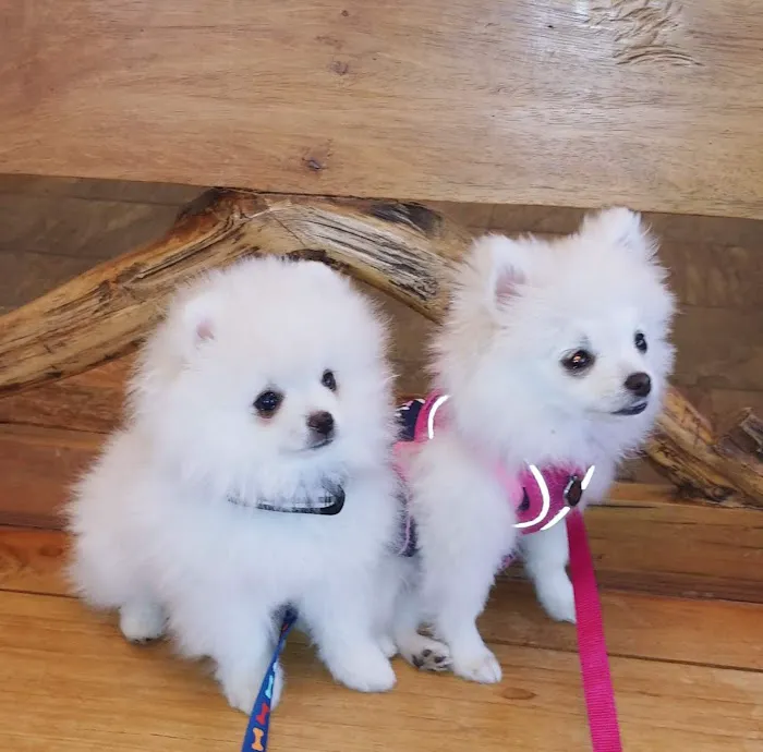 Northwest Animal Care Hospital 12