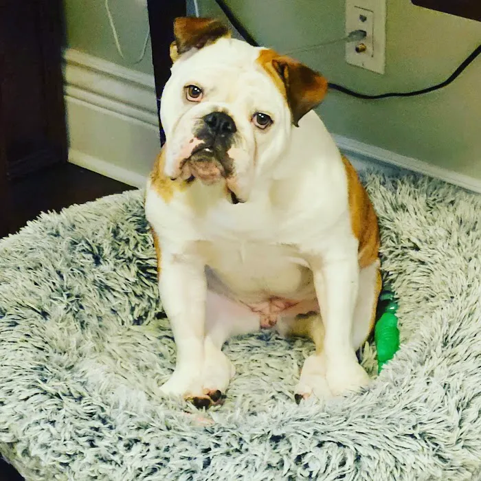 Northwest Animal Care Hospital 12