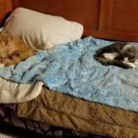 Clearview Animal Hospital ico