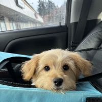 Vetco Vaccination Clinic ico