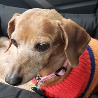 Intercity Veterinary Hospital ico