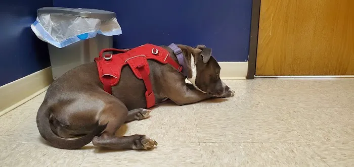 Intercity Veterinary Hospital 12