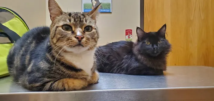 Intercity Veterinary Hospital 12