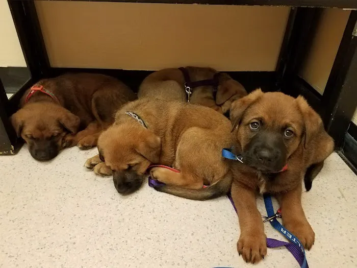 All Care Pet Hospital 12