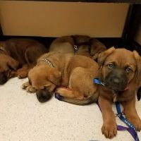 All Care Pet Hospital ico