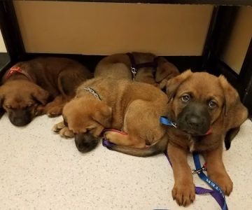 All Care Pet Hospital