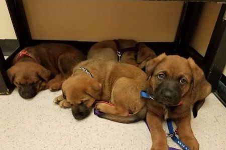 All Care Pet Hospital