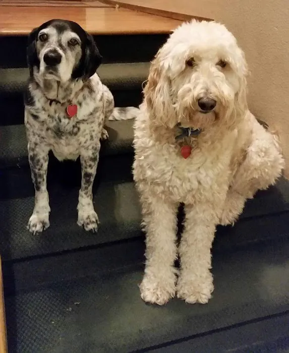All Care Pet Hospital 12