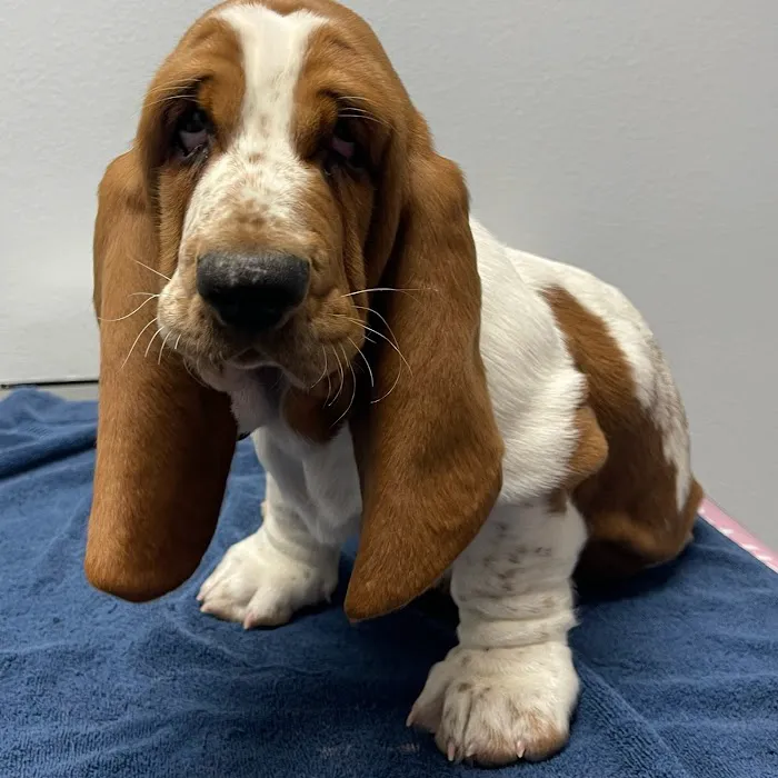 All Care Pet Hospital 12