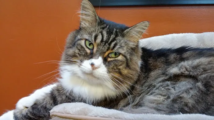 VCA Redmond Animal Hospital 12
