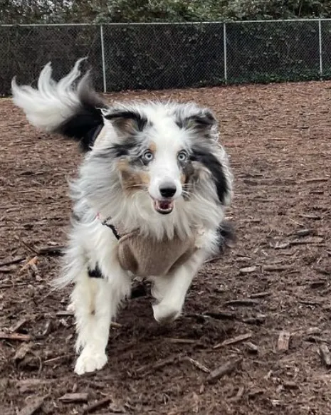 VCA Redmond Animal Hospital 12