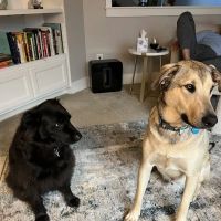 VCA Redmond Animal Hospital ico
