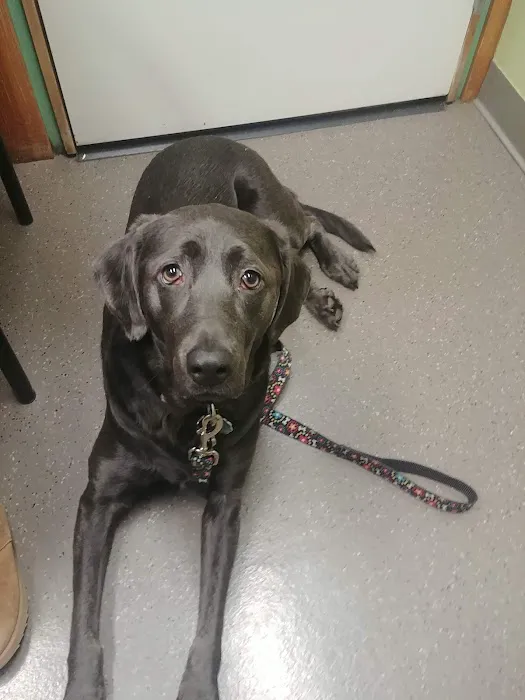 VCA Redmond Animal Hospital 12