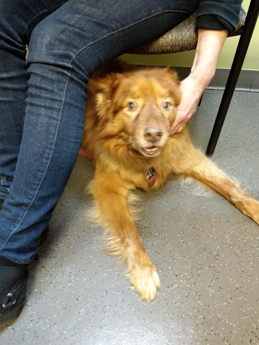 VCA Redmond Animal Hospital 12