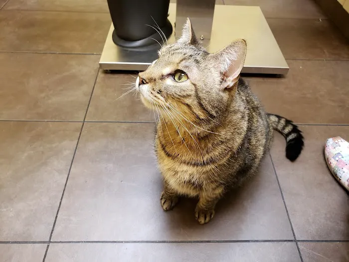 Loyal Companion Animal Care 12