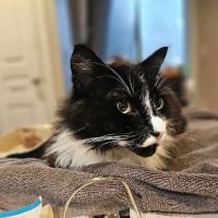 Loyal Companion Animal Care ico