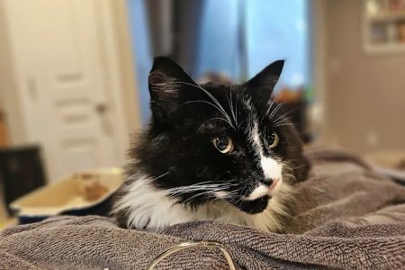 Loyal Companion Animal Care