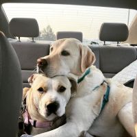 Duvall Veterinary Hospital ico