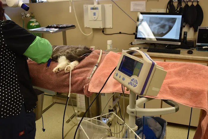 Cat & Dog Clinic of Bellevue 12