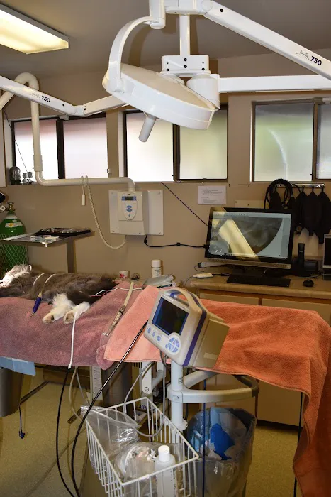 Cat & Dog Clinic of Bellevue 12