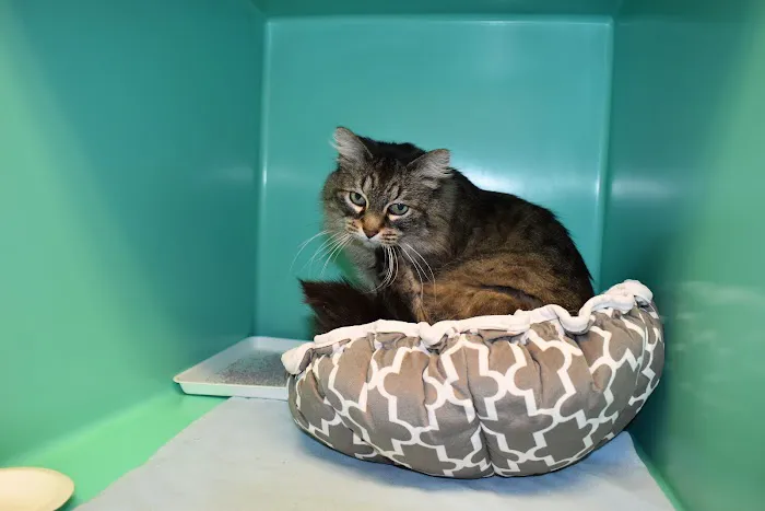 Cat & Dog Clinic of Bellevue 12