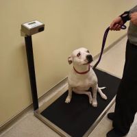 Cat & Dog Clinic of Bellevue ico