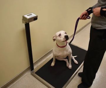 Cat & Dog Clinic of Bellevue