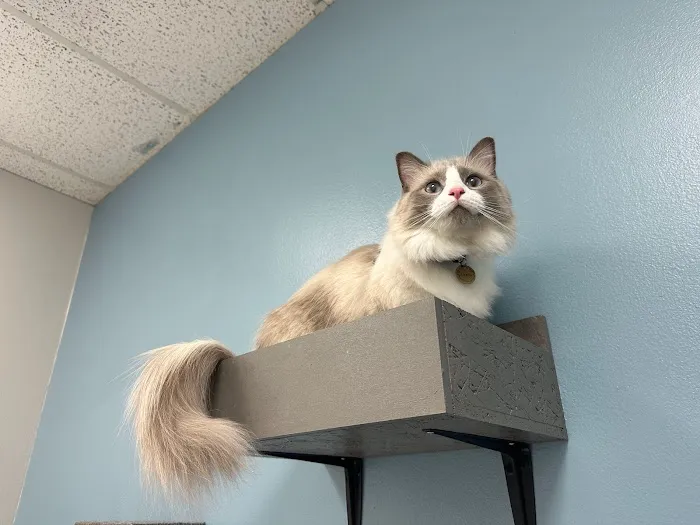 Cat Care Clinic 12