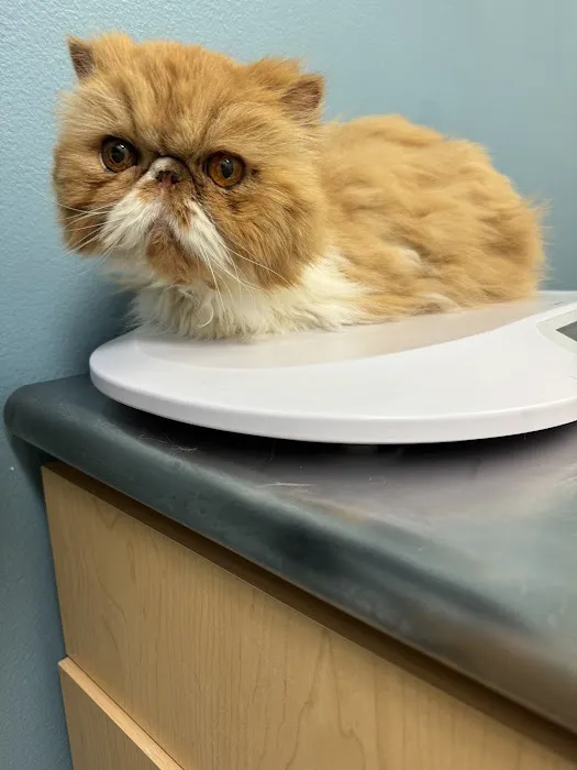 Cat Care Clinic 12