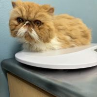 Cat Care Clinic ico