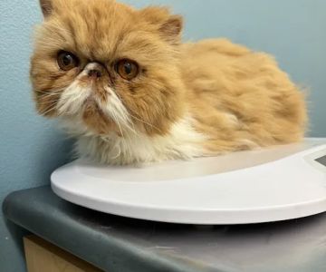 Cat Care Clinic
