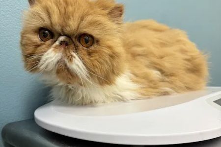 Cat Care Clinic
