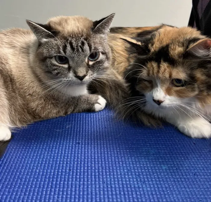 Cat Care Clinic 12