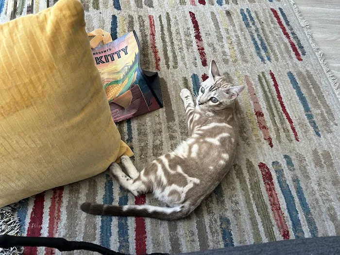 Cat Care Clinic 12