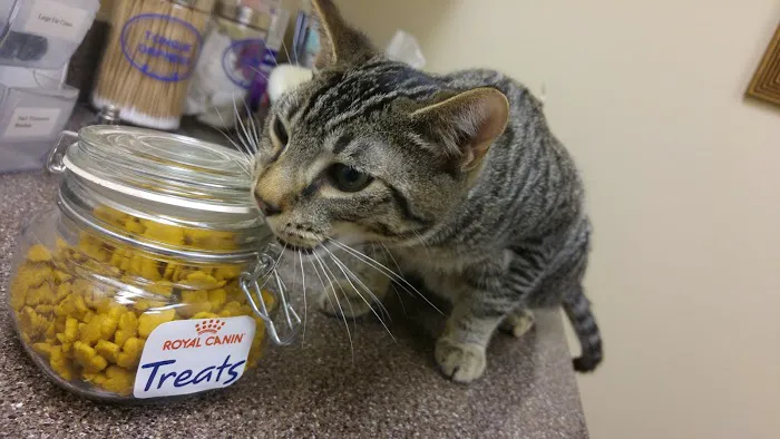 Cat Care Clinic 12