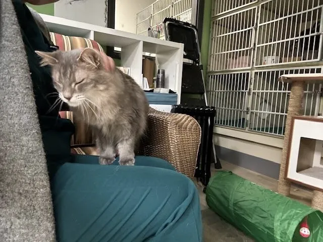 Cat Care Clinic 12