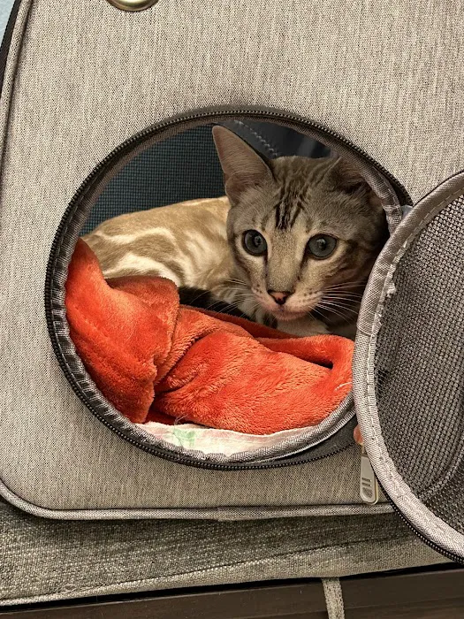 Cat Care Clinic 12