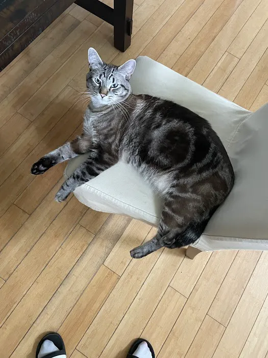 Cat Care Clinic 12