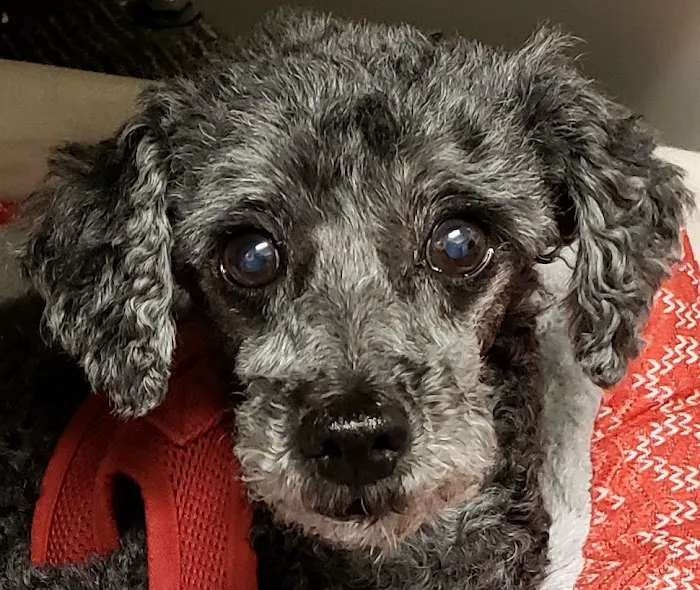 VCA Bellevue Veterinary Hospital 12