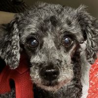 VCA Bellevue Veterinary Hospital ico
