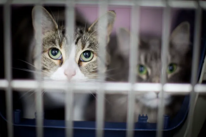 VCA Bellevue Veterinary Hospital 12