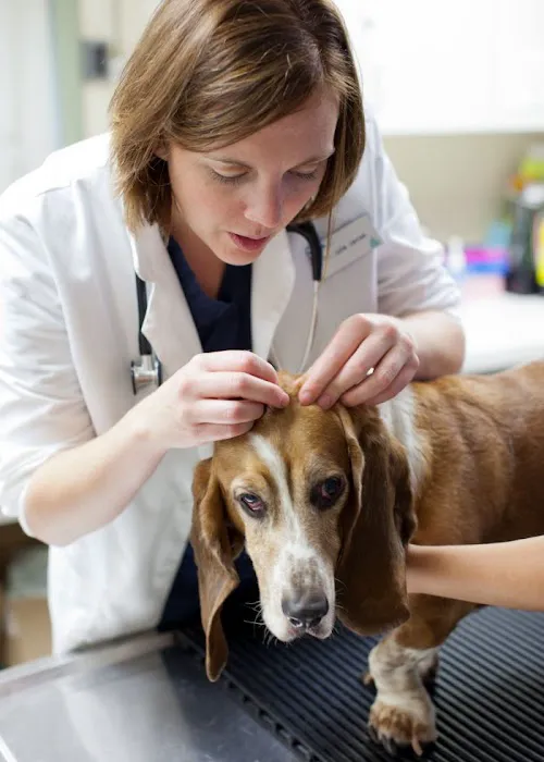 VCA Bellevue Veterinary Hospital 12