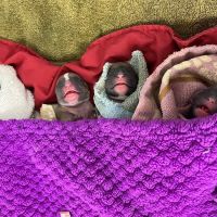 Pet Care Clinic of Bellevue ico