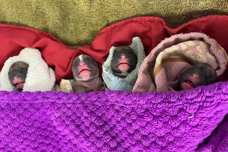 Pet Care Clinic of Bellevue