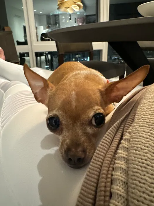 Bellevue Animal Hospital 12