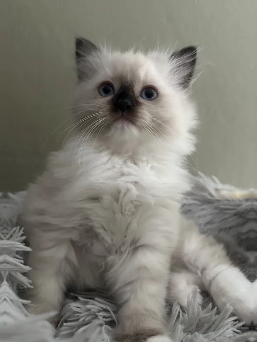 Fojo Ragdolls 12